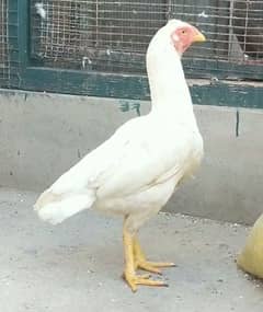 Heera paper white breeder female for sale