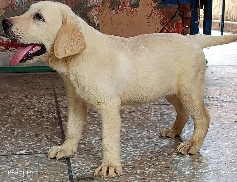 British Labrador Female Pedegiree 03134111831 2