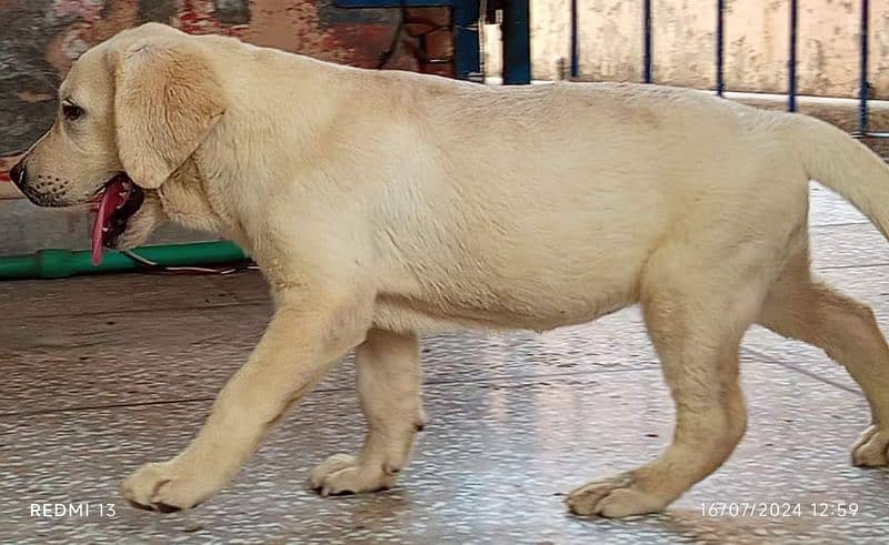 British Labrador Female Pedegiree 03134111831 4