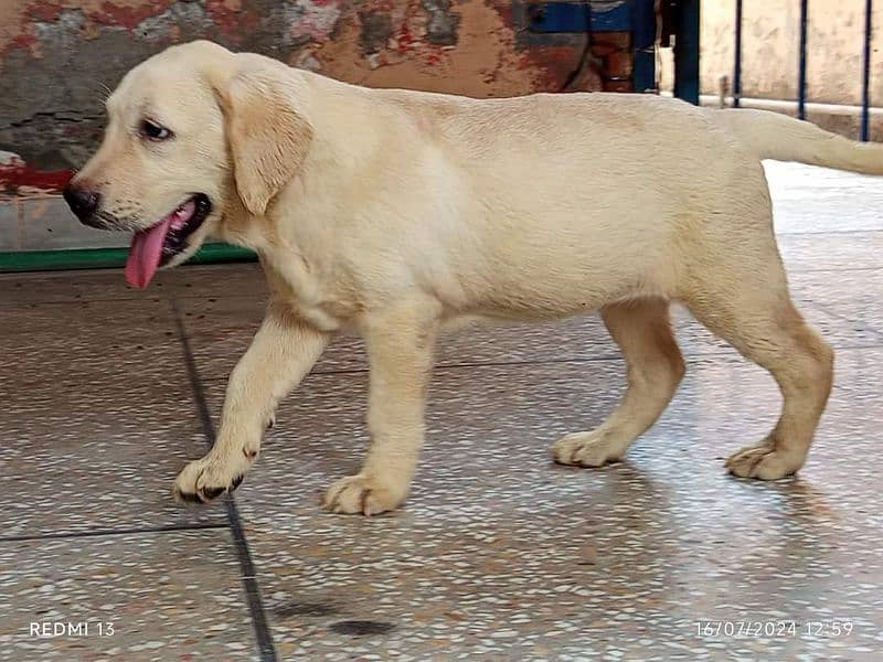 British Labrador Female Pedegiree 03134111831 8