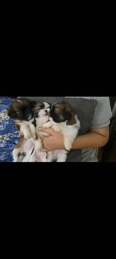 shihtzu puppies