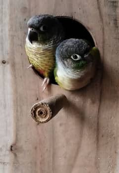 Yellow Sided Conure