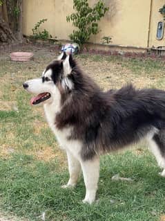 Fully Vaccinated, Groomed and Trained Alaskan Husky