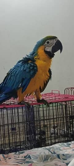 blue and gold macaw chick local Karachi chick