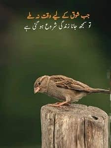 olx user