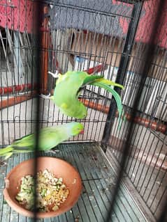 100 percent confirm breeder pair   green parrot complete ring