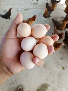 Fertile Eggs available | Desi Eggs