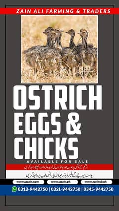 ostrich fertile eggs and chick's available Location Lahore  Cargo Ava