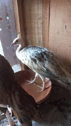 peahen chick