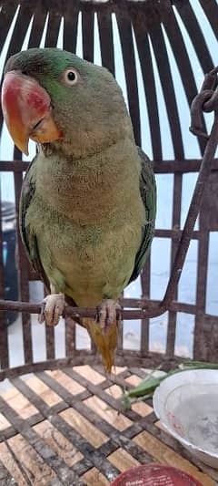 Raw Parrot