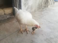 hera madi with 1chick