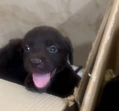 Labrador puppies for sale