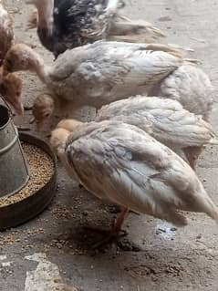 Turkey chicks white