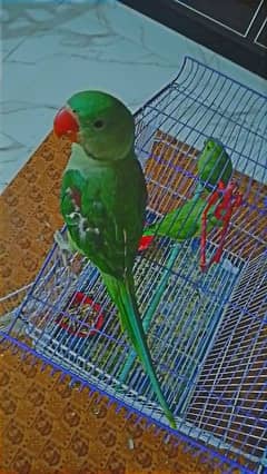 Raw Green Parrot 1 Male Young 2 Babies Male/Female Both Available