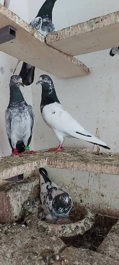 Pigeons