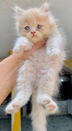 pure Parsian triple coated kittens available for new home
