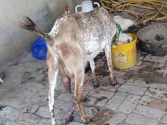3 makii chini goat for sell  of 2 liter milk