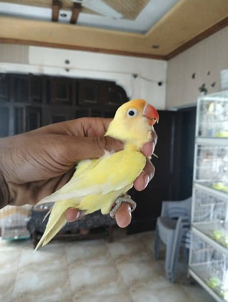 quality birds | Dacino| Albino red eyes | Love birds. | pale fellow 2