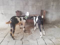 Desi, Beetal Pair, Age 3.5 Months, Goat for sale, Bakri and bakra