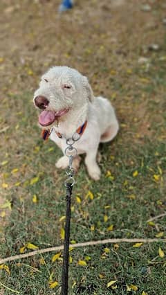 American Poodle Male puppy Urgent sale