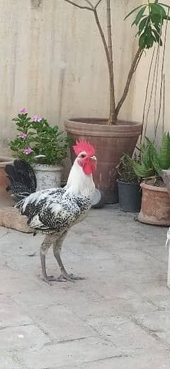 Pure Golden misri (Fayoumi ) Roosters