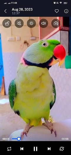 Raw parrot / pahari tota / Kashmiri tota jori