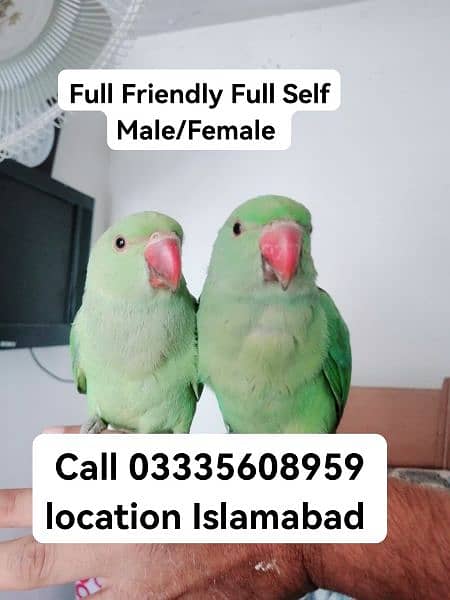 Single 4500 Hand Tamed Green Ring Neck Parrots Male/Female 0