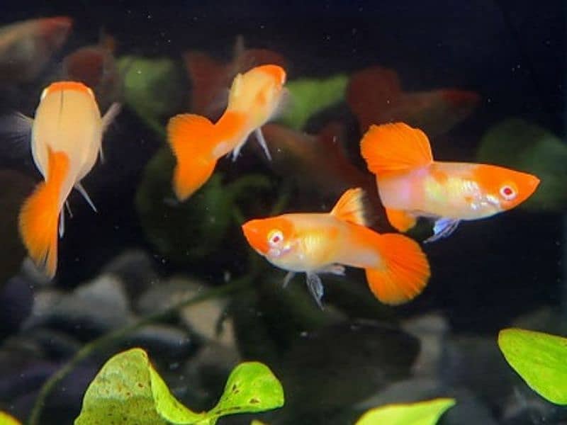 Guppy fish and exotic water lilies available 16