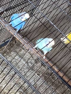 guaranty wala breeder pair king size male 3to5 chicks average