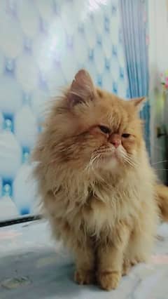 pure persian male extreme punch piki line male full vaccination.