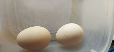 Desi organic eggs.