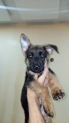 German Shepherd stock coat male puppy only text