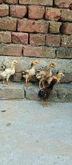 Aseel murgi with chicks 0343882418