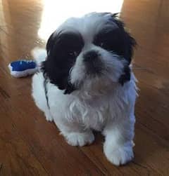 Shih Tzu female dog 2, age is month old vaccinated and potty trained