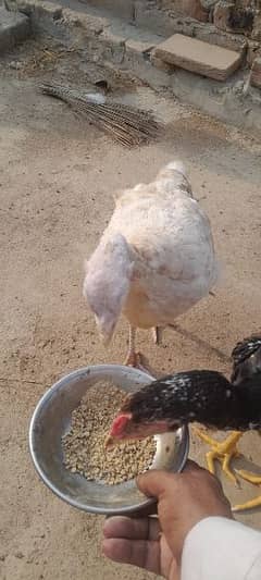 turkey white female