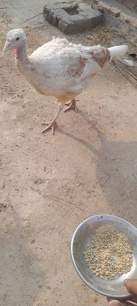 turkey white female 1