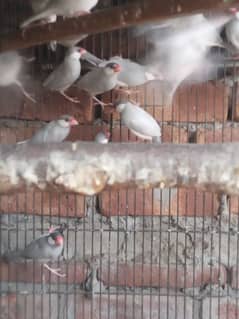 silver and white java Gouldian Common and Lutino Lovebirds ready breed