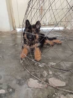 German Shepherd extreme quality puppies available for sale