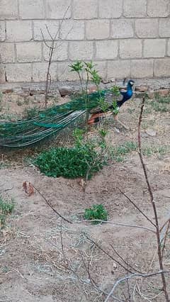 peacock breeder pair