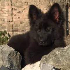 world's top line in Pakistan solid black German shepherd puppies