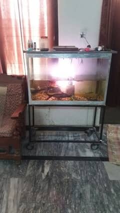 big size aquariam with free fish for sale