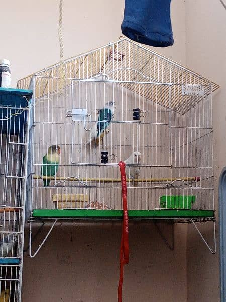 birds cages 1