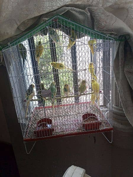 birds cages 2