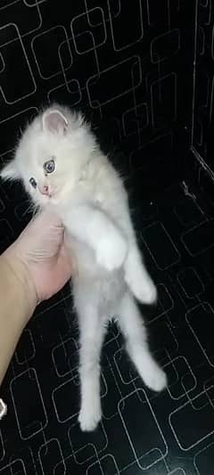 kitten's for sale