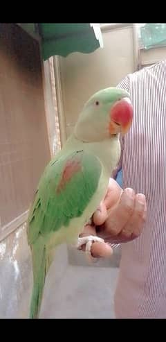 Raw perrot for sale