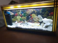 fishes03311428383