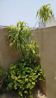 song of India with money plant