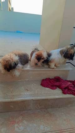 Top Quality Shihtzu  puppies 55k