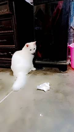 White Colour Beautiful Cat