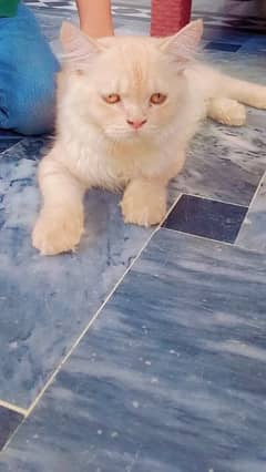 Adorable Persian tamed cat